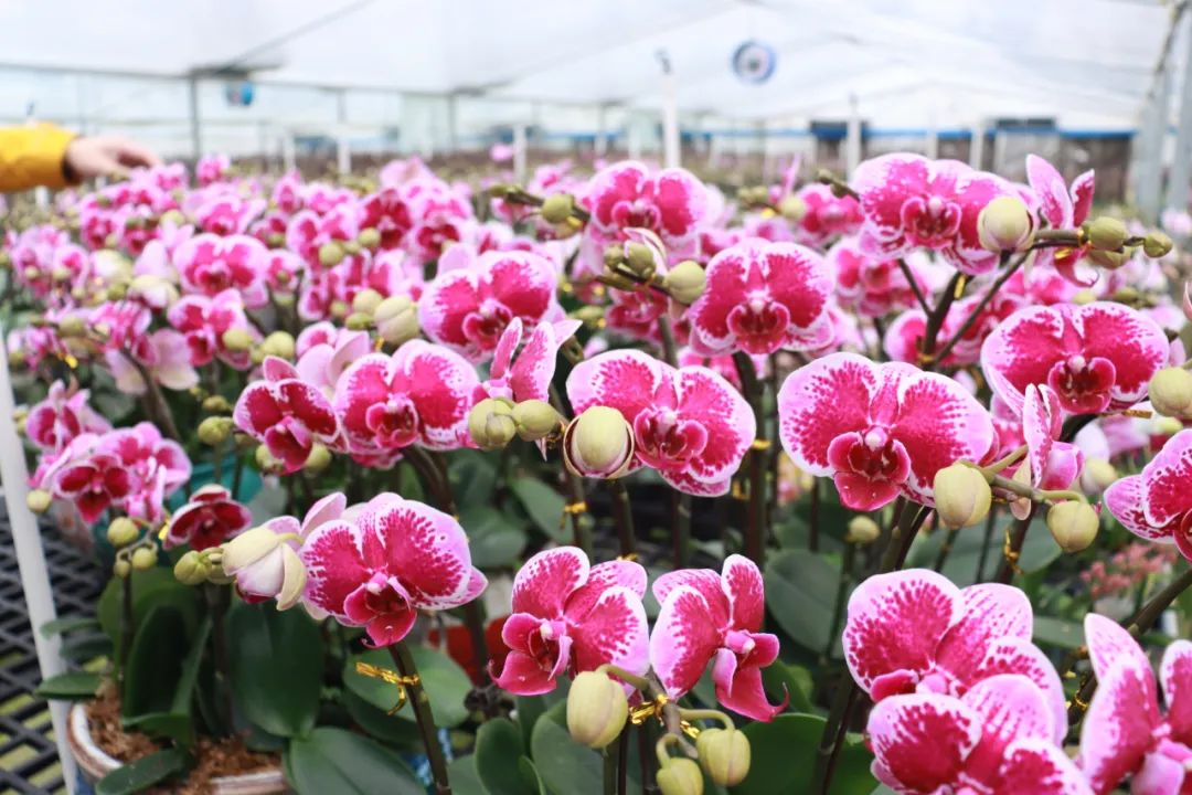 采風(fēng)團參觀四會市石狗鎮(zhèn)蘭花基地