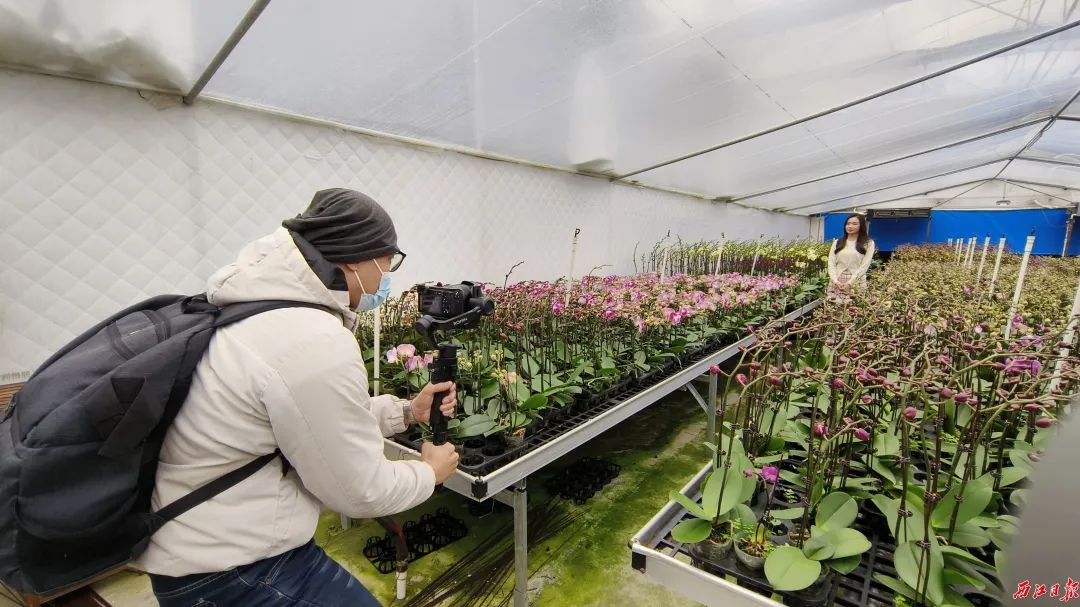 自媒體人走進(jìn)企業(yè)種植基地拍攝視頻。西江日報記者 岑永龍 攝