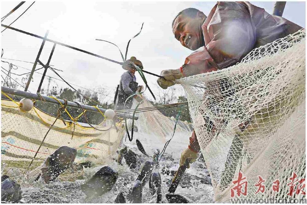 廣東省茂名高州市一養(yǎng)殖公司魚塘中，工人們正在捕魚。南方日?qǐng)?bào)記者 張令 石磊 王俊濤 攝
