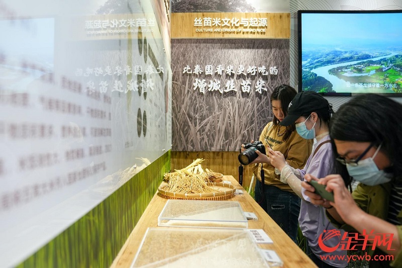 記者們拍攝了解增城絲苗米