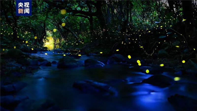 廣東森林螢火蟲