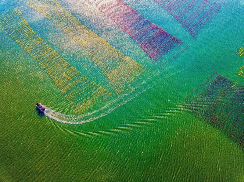 南澳縣深澳鎮(zhèn)走馬埔村，海面上大片彩色生態(tài)浮球方陣宛若彩虹?？聲詳z