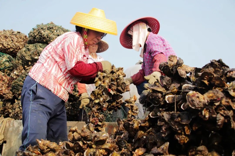 南澳生蠔養(yǎng)殖喜獲豐收
