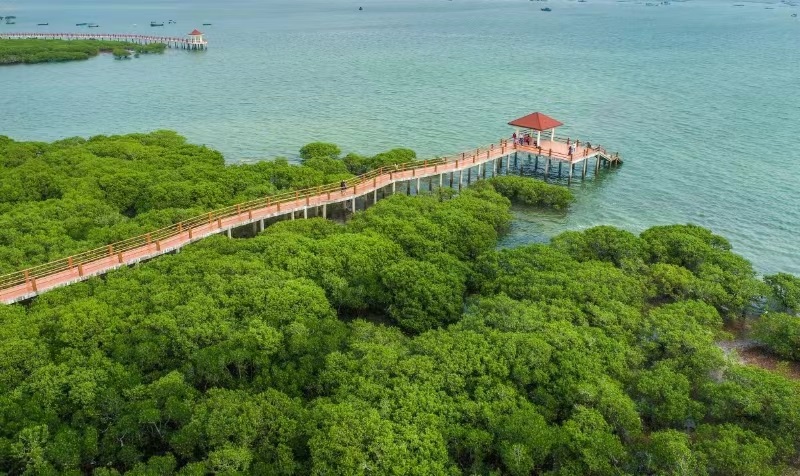 特呈島紅樹林 張鋒鋒 攝