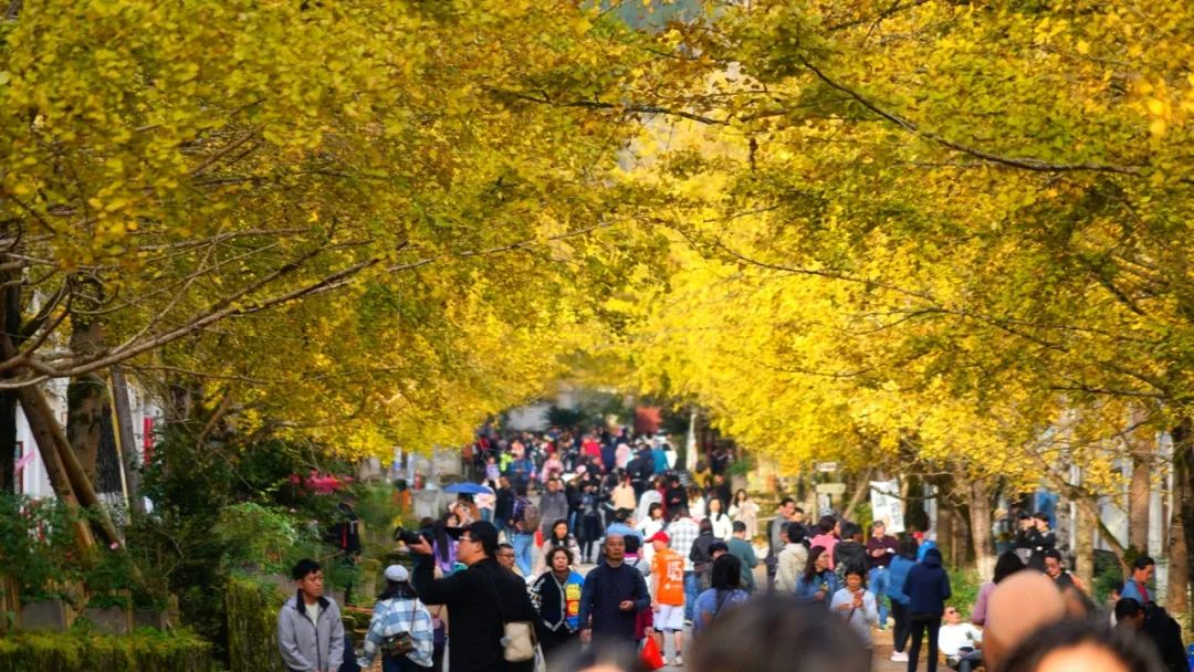 網(wǎng)絡(luò)自媒體鏡頭下的銀杏美景