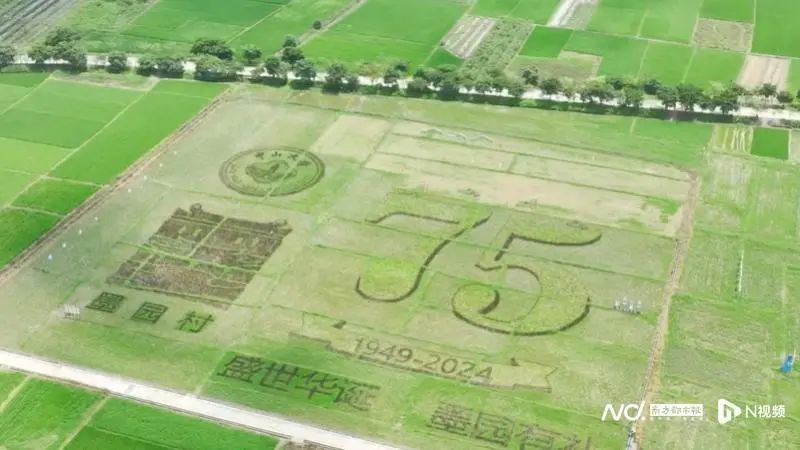 墨園村的稻田。