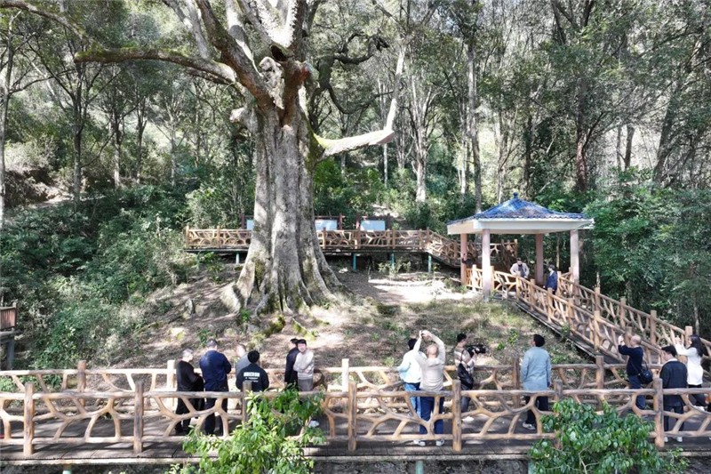 采風(fēng)團實地調(diào)研紅錐王古樹。肇慶市融媒體中心記者 吳勇強 攝