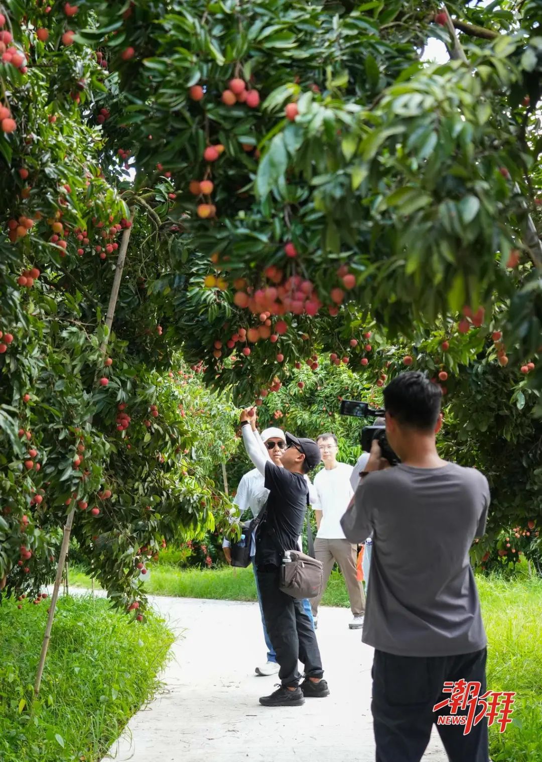 自媒體網(wǎng)絡大Ｖ荔枝園采風。