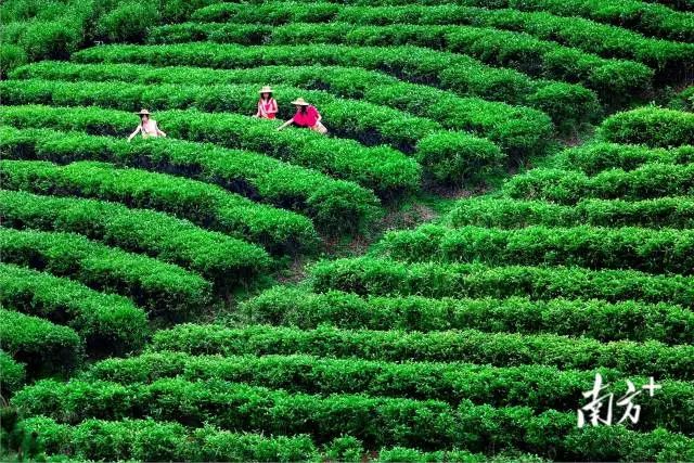 鶴山雙合采茶忙。鶴山市委宣傳部供圖