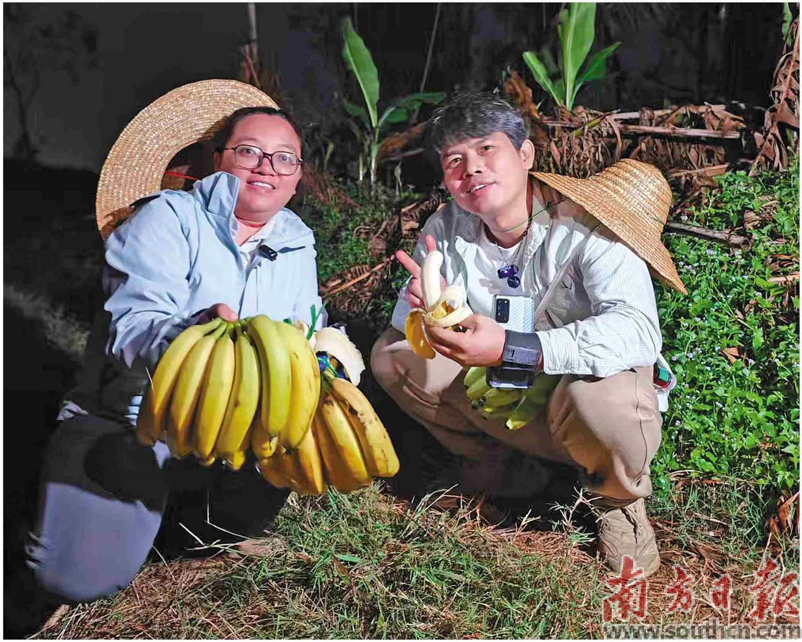 主播們在田間直播。